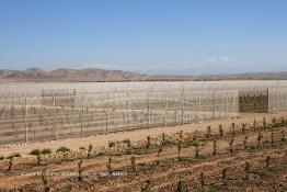 Image du Maroc Professionnelle de  Des fermes de grandes dimensions avec des terres agricoles qui ont profité de l’épierrage, d'un tri et enfin du broyage des roches cela a permis de créer des champs de grandes dimensions que l’on a divisés en zones séparées par des filets dans le but de les protéger contre l'action du vent. Avant de procédé à la plantation des orangers on avait équipé le sol d’un système moderne d'arrosage qui laisse passer l’eau petit à petit, dit "goutte à goutte" dans une nouvelle ferme moderne à Chichaoua, Mardi 27 Février 2007. (Photo / Abdeljalil Bounhar) 